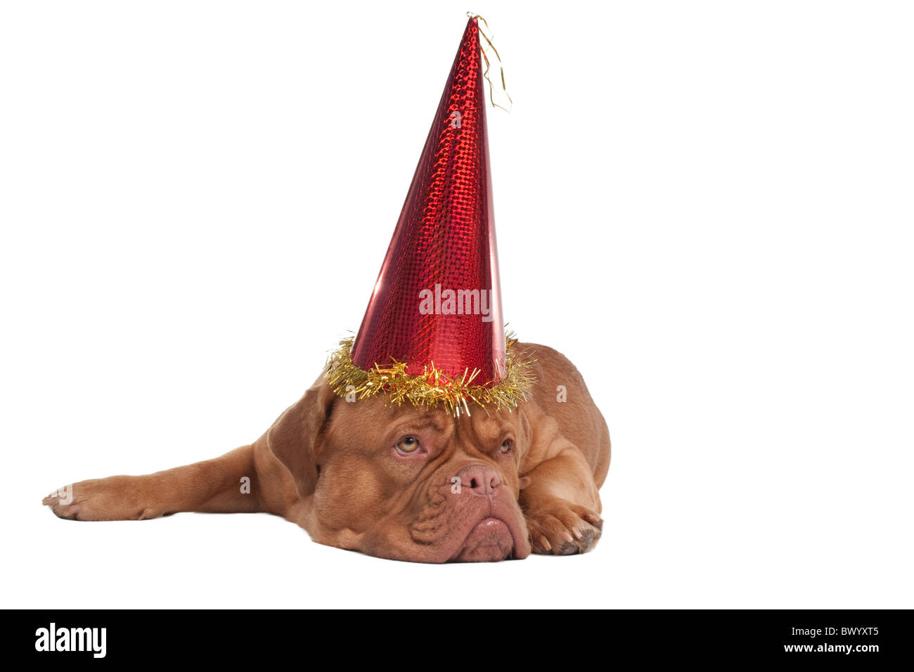 De Bordeaux Dogge hat eine Pause nach einer party Stockfoto