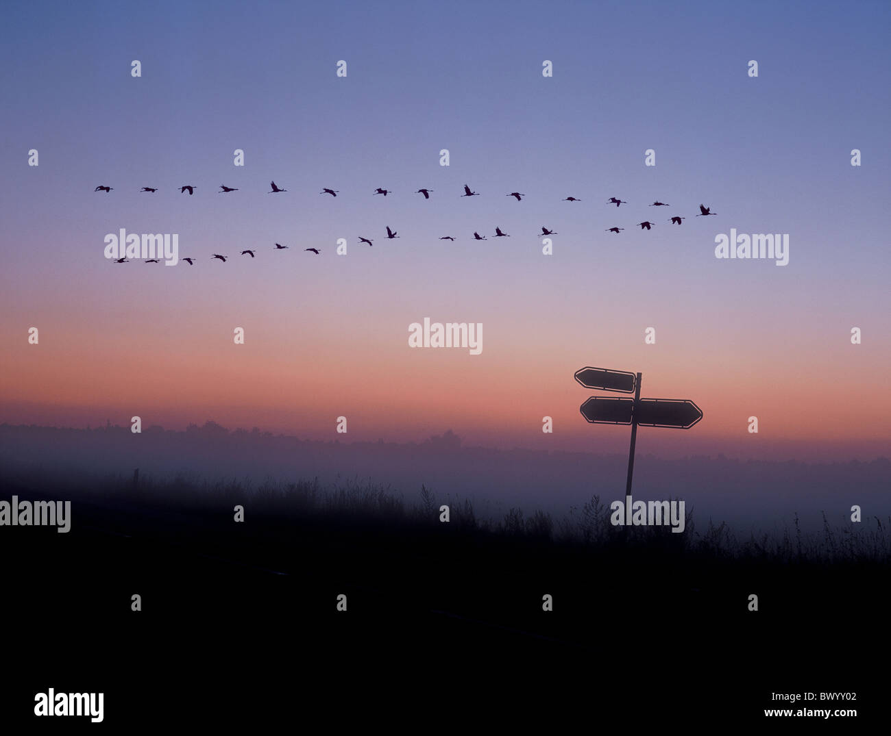 Tier Tiere Vögel Zugvogel Kran Krane Richtung Abend Abend Himmel Nebel Migration der Vögel mo Stockfoto