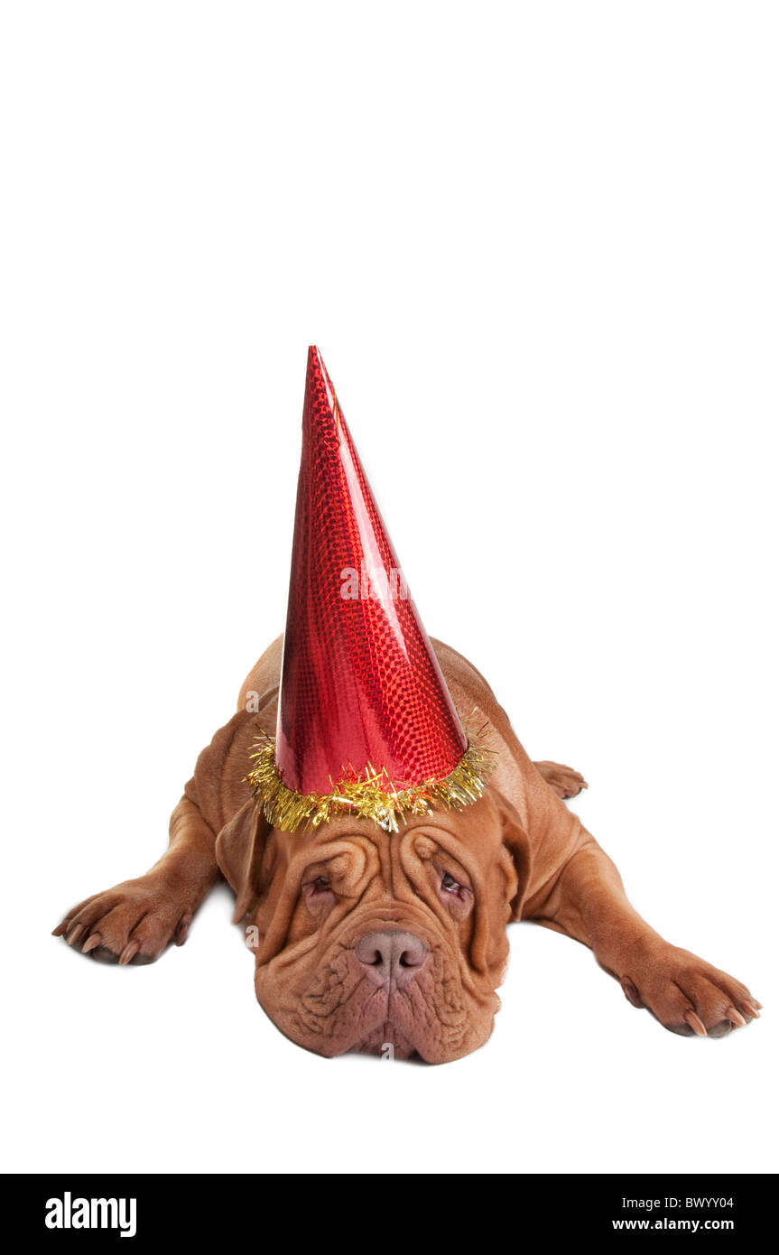 Dogge de Bordeaux mit Partyhut Stockfoto