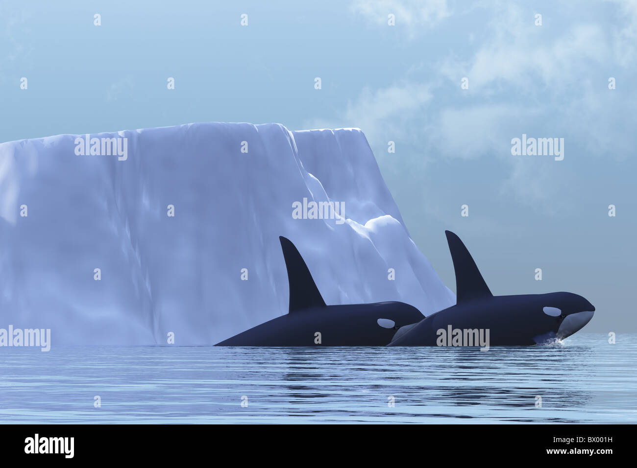 Zwei Killer Wale schwimmen in der Nähe von einem Eisberg im arktischen Ozean. Stockfoto