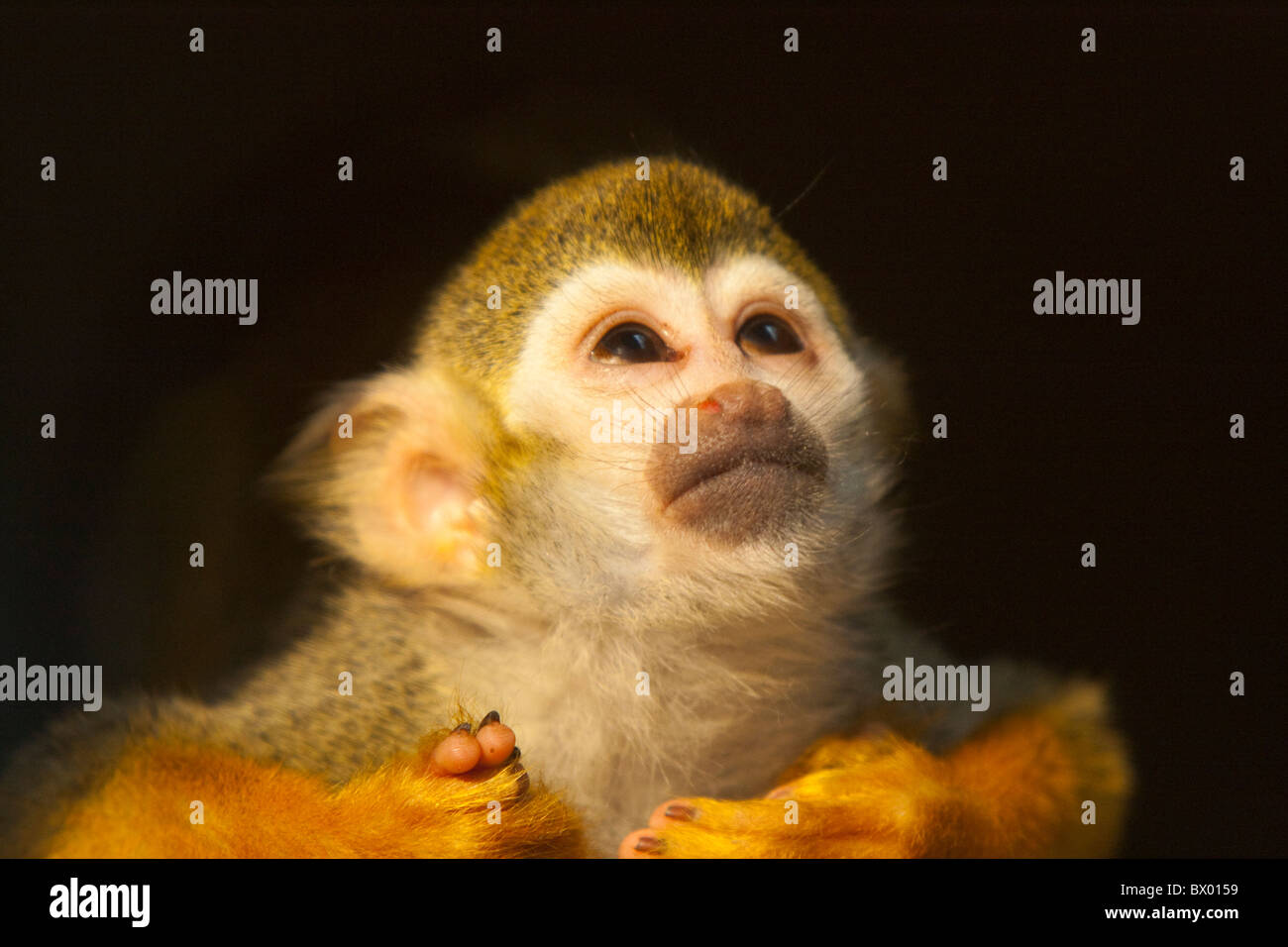 Gemeinsamen Totenkopfaffen im Zoo von Peking, Beijing, China Stockfoto