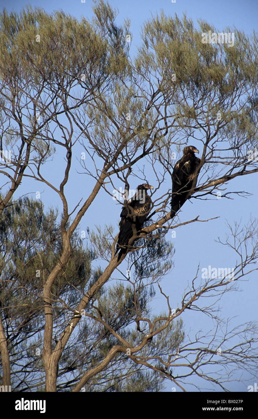 Aquila Audax Australien Wedge tailed Eagle Vogel Baum Adler Stockfoto