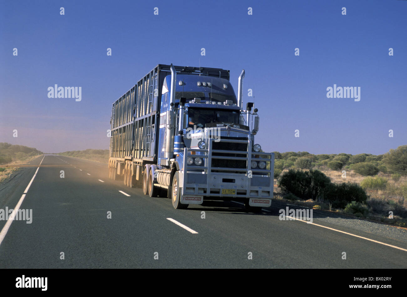 Australien Cattle Roadtrain in der Nähe von Marla South Australia Stuart Highway LKW Vieh Tiertransporte fahren Stockfoto