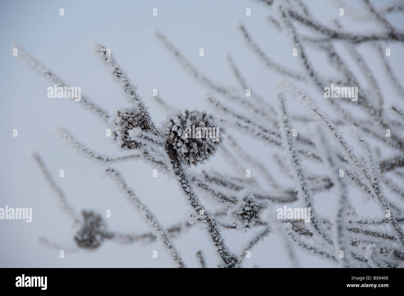 USA, Wyoming. Yellowstone-Nationalpark. Kiefer, Blick vom Old Faithful Geysir Loop Trail im Winter bereift. Stockfoto