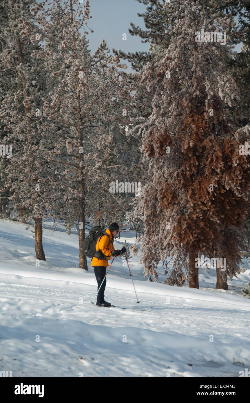 USA, Wyoming. Yellowstone-Nationalpark, Upper Geyser Basin. Langlaufen im Bereich Old Faithful. Stockfoto