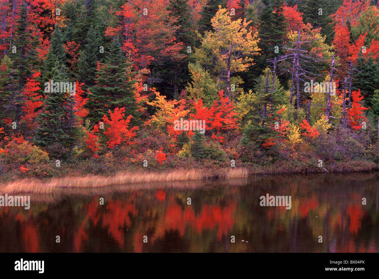 Herbst Kanada Nordamerika Amerika Grand Falls Windsor verschiedene Farben See Natur Neufundland Landschaft Stockfoto