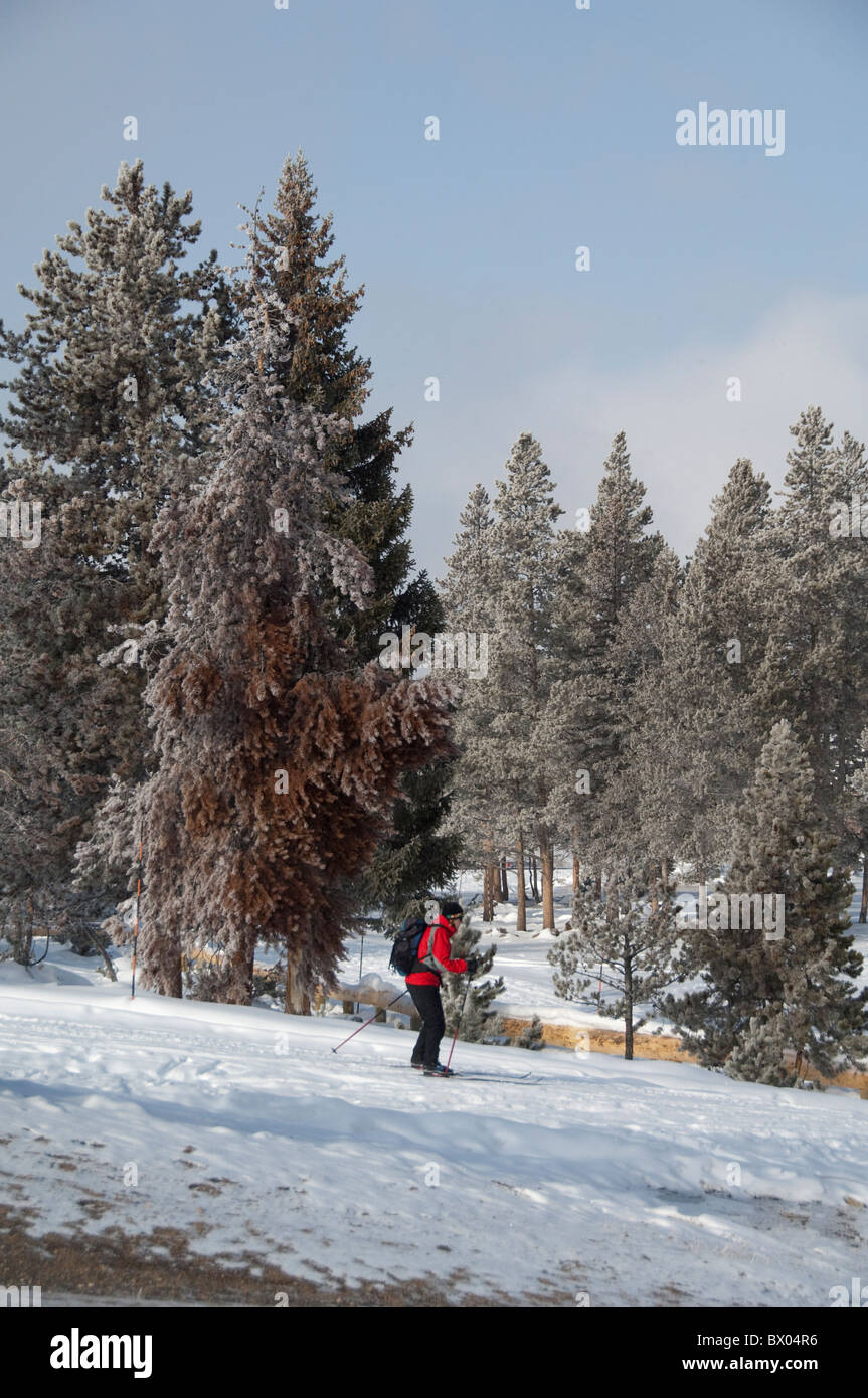 USA, Wyoming. Yellowstone-Nationalpark, Upper Geyser Basin. Langlaufen im Bereich Old Faithful. Stockfoto