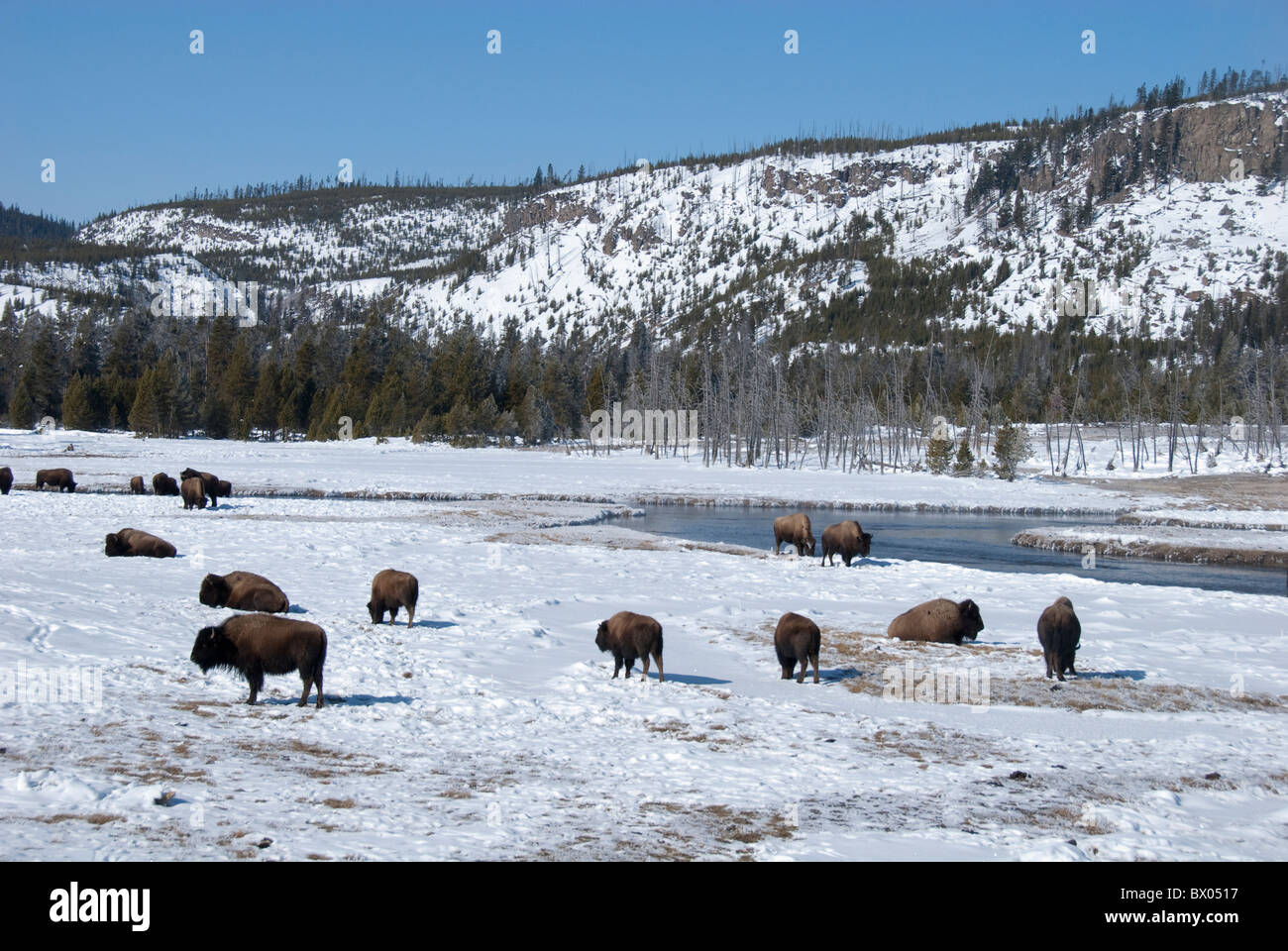 USA, Wyoming. Yellowstone-Nationalpark. Wild Yellowstone Bison im Winter in der Nähe von Bach. Stockfoto