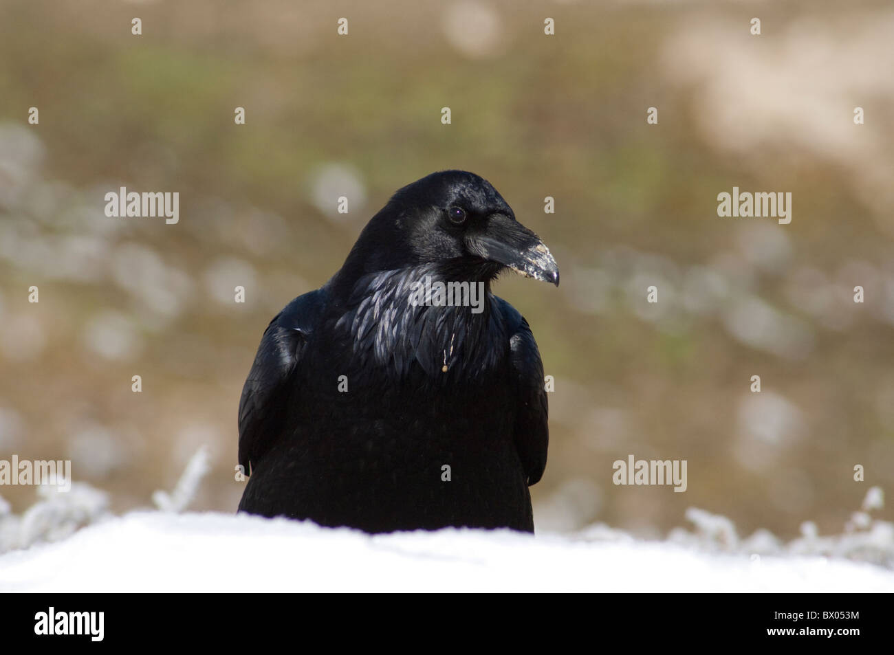 USA, Wyoming. Yellowstone-Nationalpark. Kolkrabe (wild: Corvus Corax) im Winter. Stockfoto