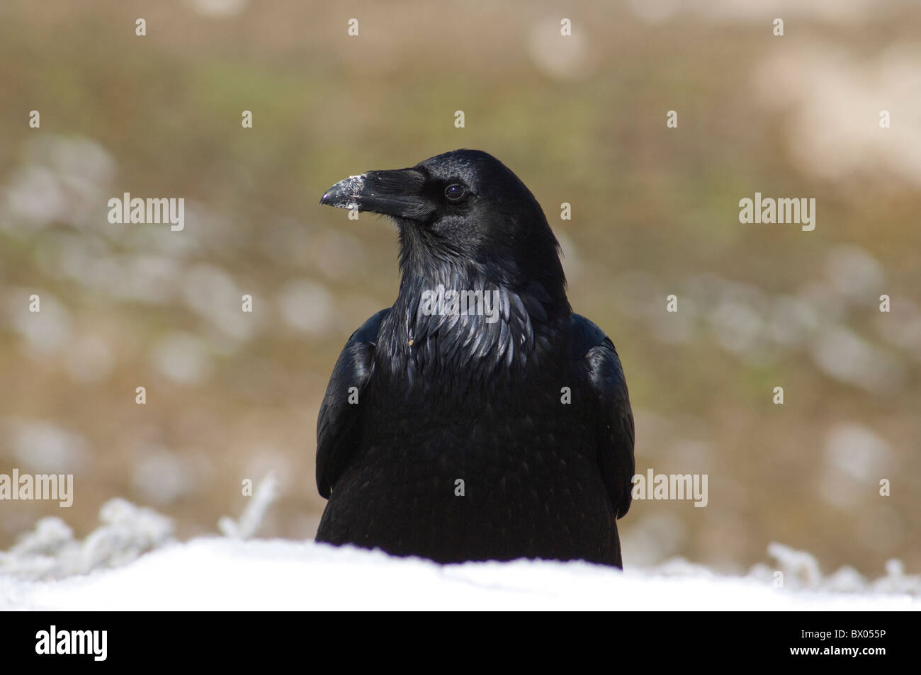 USA, Wyoming. Yellowstone-Nationalpark. Kolkrabe (wild: Corvus Corax) im Winter. Stockfoto