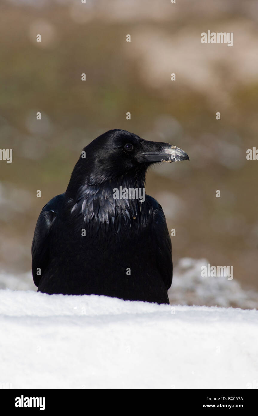 USA, Wyoming. Yellowstone-Nationalpark. Kolkrabe (wild: Corvus Corax) im Winter. Stockfoto