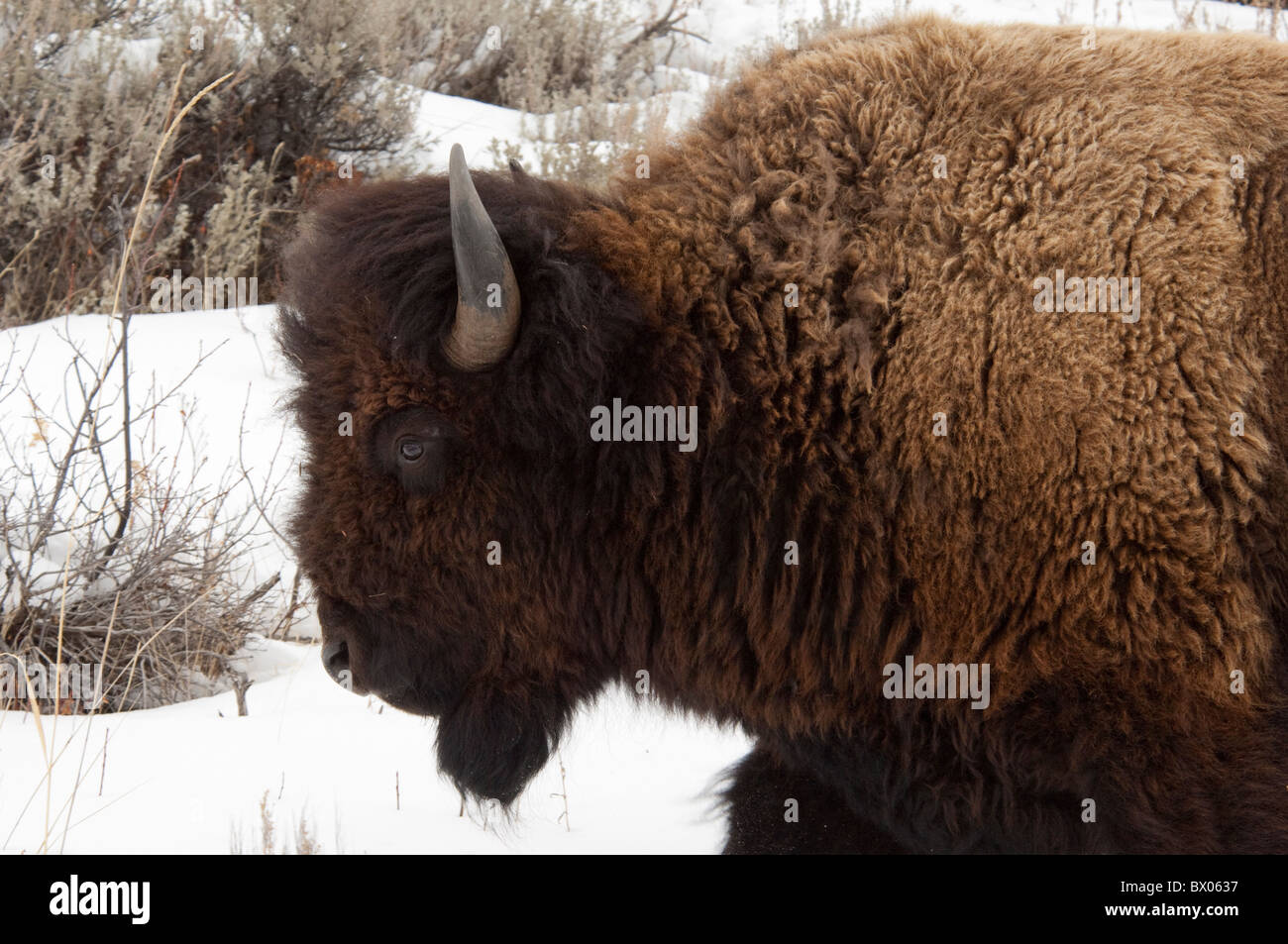 USA, Wyoming. Yellowstone-Nationalpark. Wild Yellowstone Bison (männlich) im Winter. Stockfoto