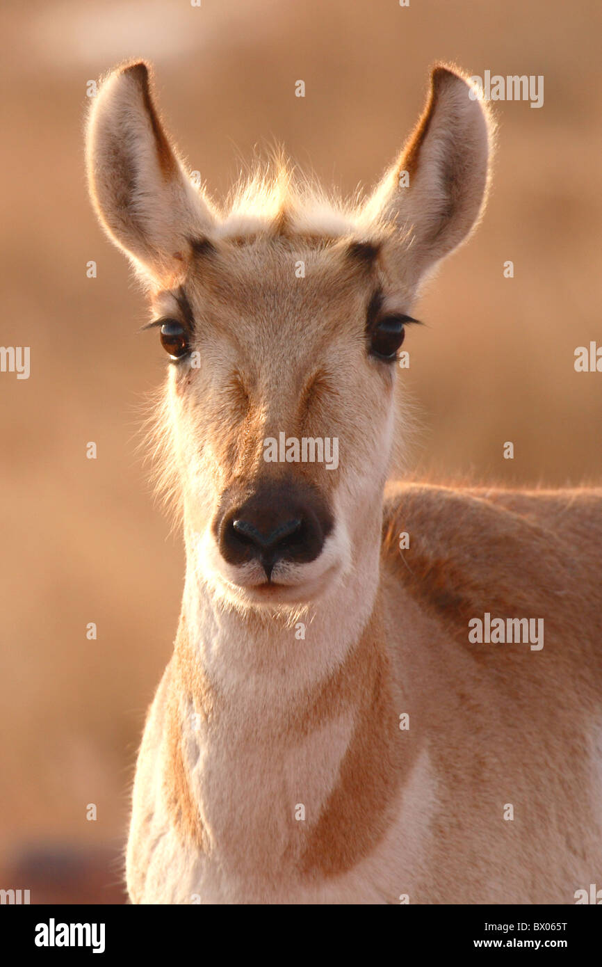 Eine Pronghorn Antilope in weiches Licht. Stockfoto