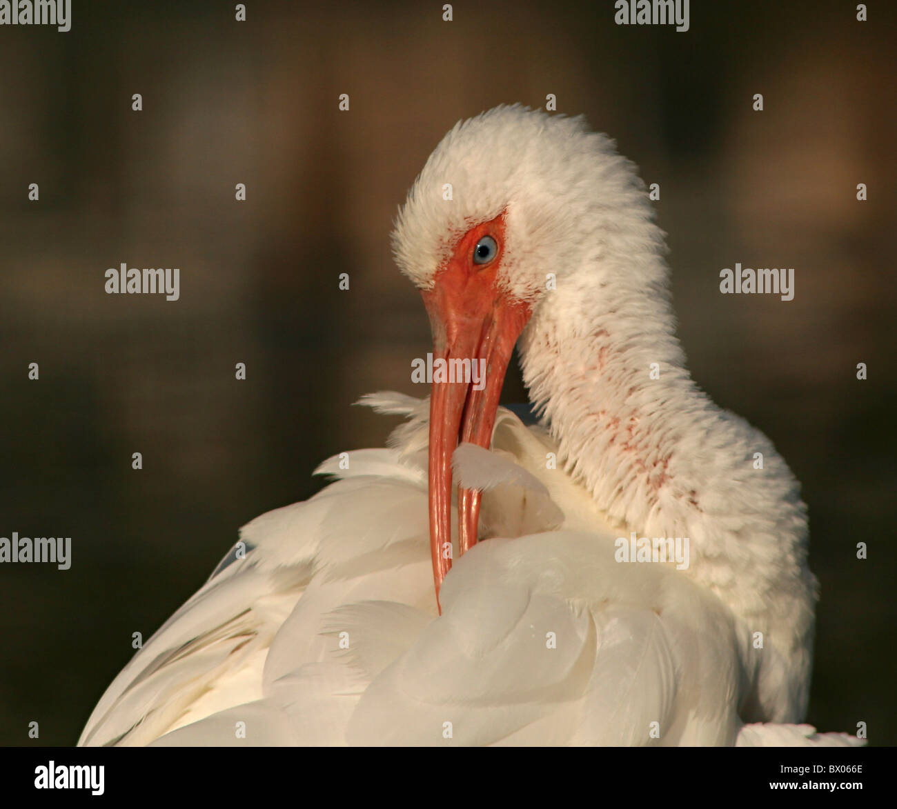 Weißer Ibis seelenruhig zu putzen. Stockfoto