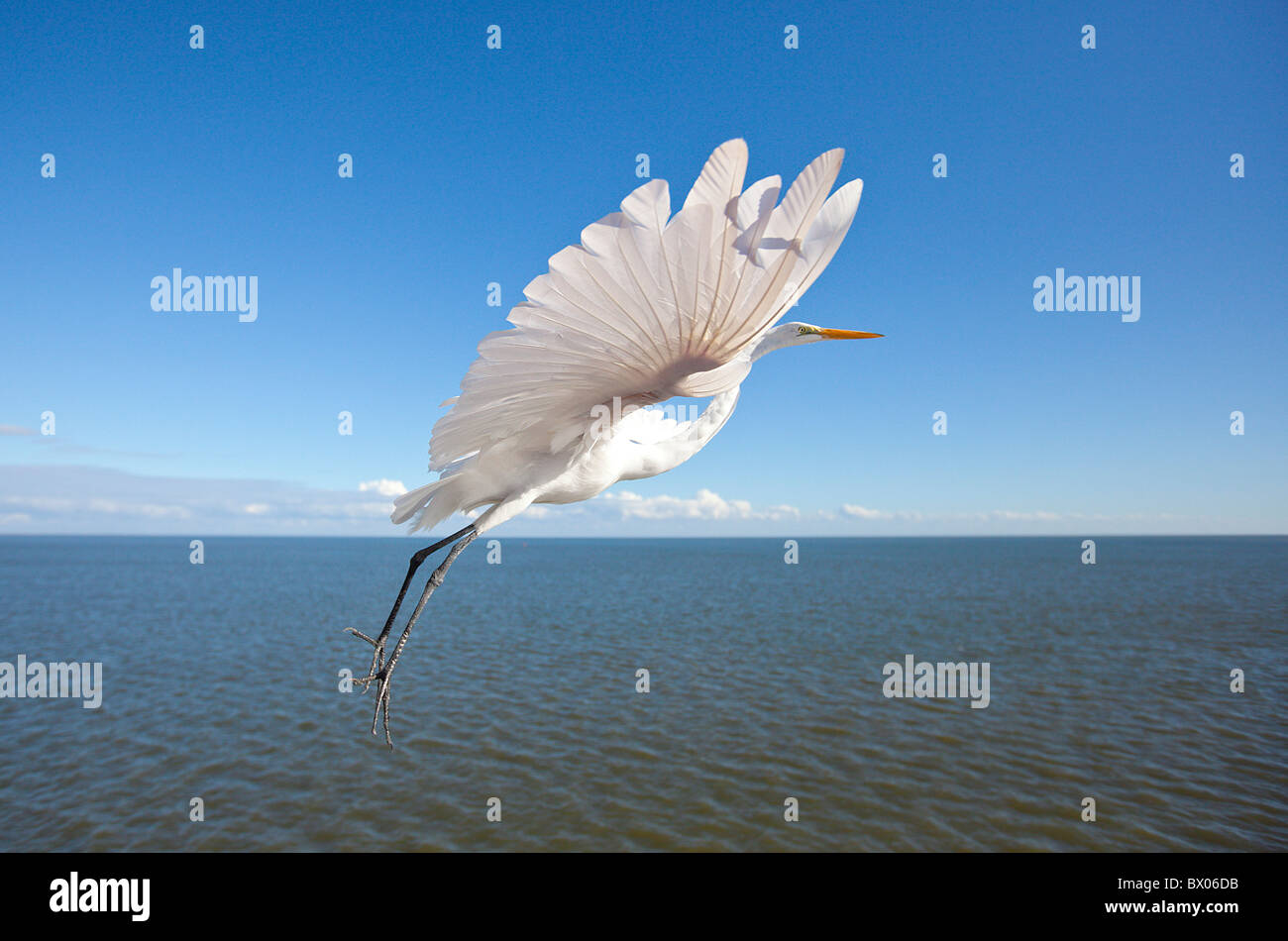 Silberreiher fliegen über dem Golf von Mexiko mit seinen Flügeln vollständig geöffnet Stockfoto