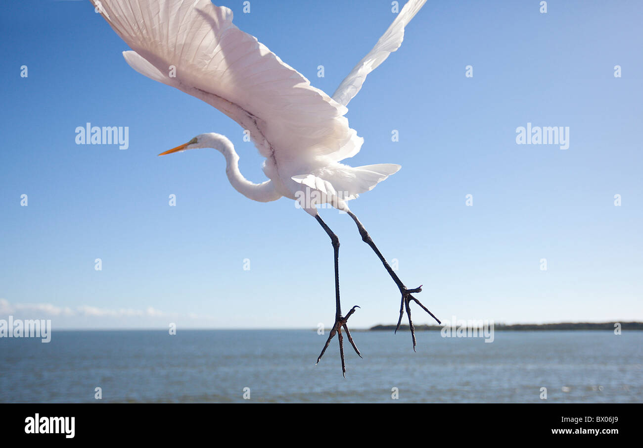 Silberreiher auf Flug über dem Golf von Mexiko mit seinen Flügeln vollständig öffnen Stockfoto