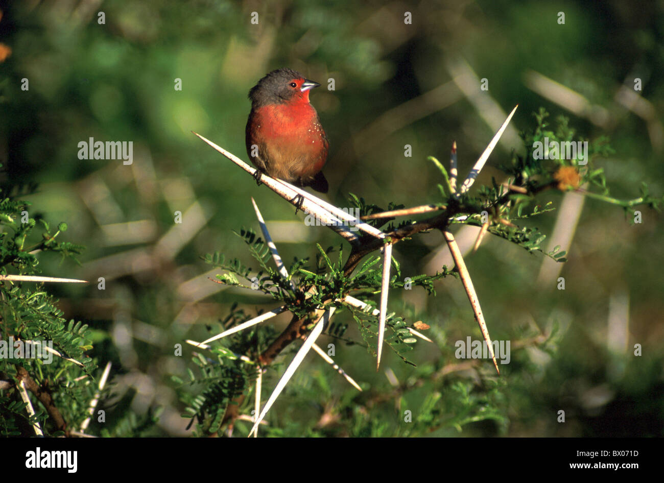 Addo Nationalpark Afrika Tier Tiere Vogel Zweig prickelt rötliche sitzen Südafrika Stockfoto