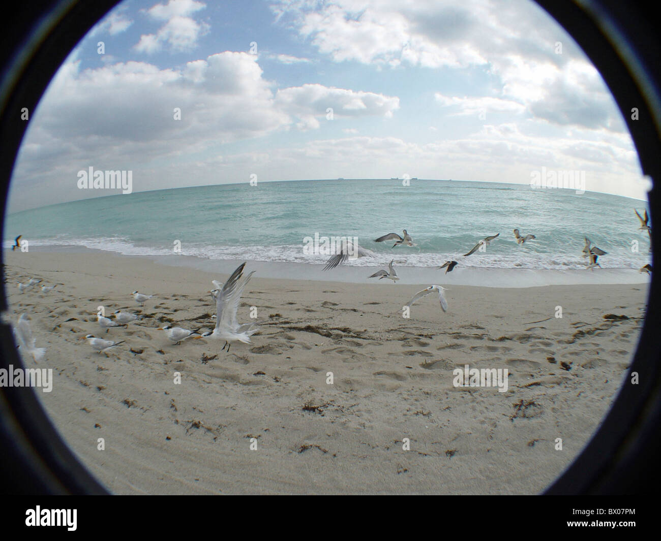 Strand-Effekt-Fisch - Auge Fisheye Florida Meer Miami Natur Sand Seeschwalben Spuren Spuren Strand Küste anima Stockfoto
