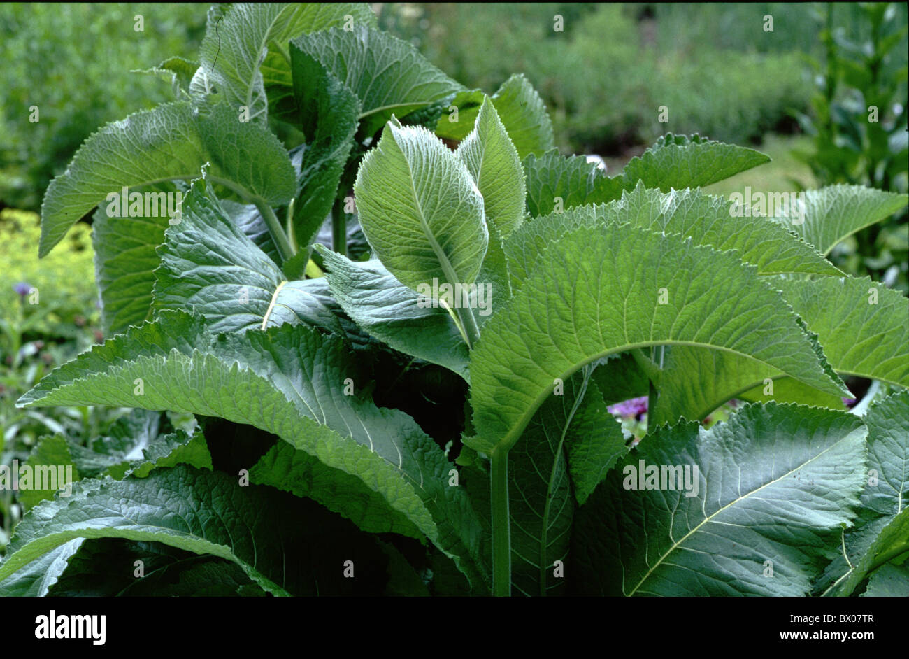 Alant verlässt Blumen Botanik Detail Sanierungsmaßnahmen Werk Inula Natur Pflanzen Stockfoto