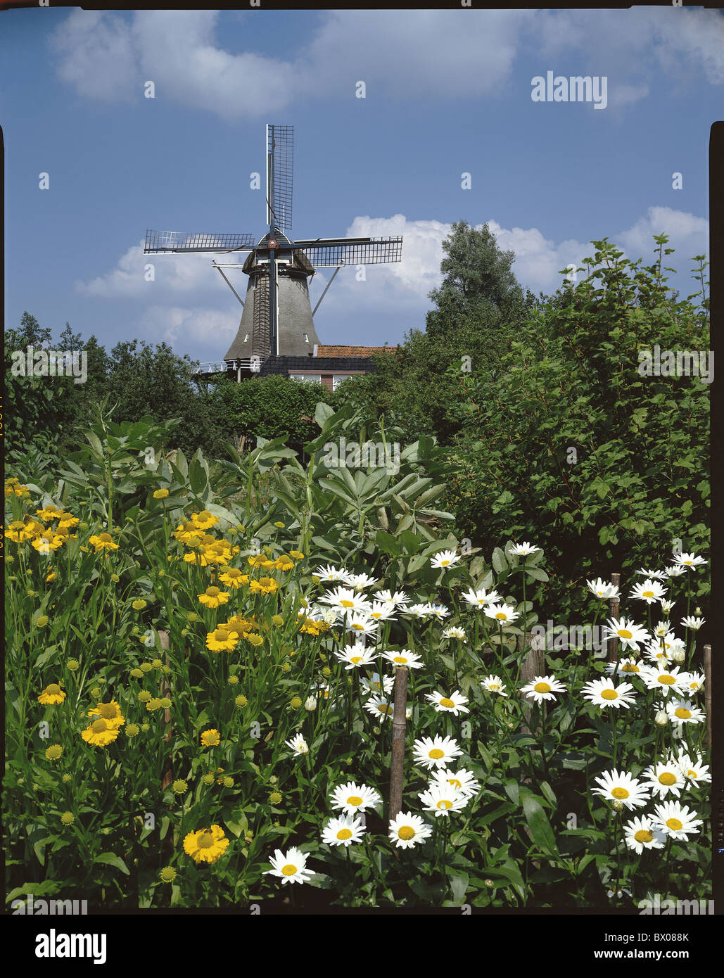 Blumen Blüten blüht Botanik Friesland Garten Holland Joure Natur