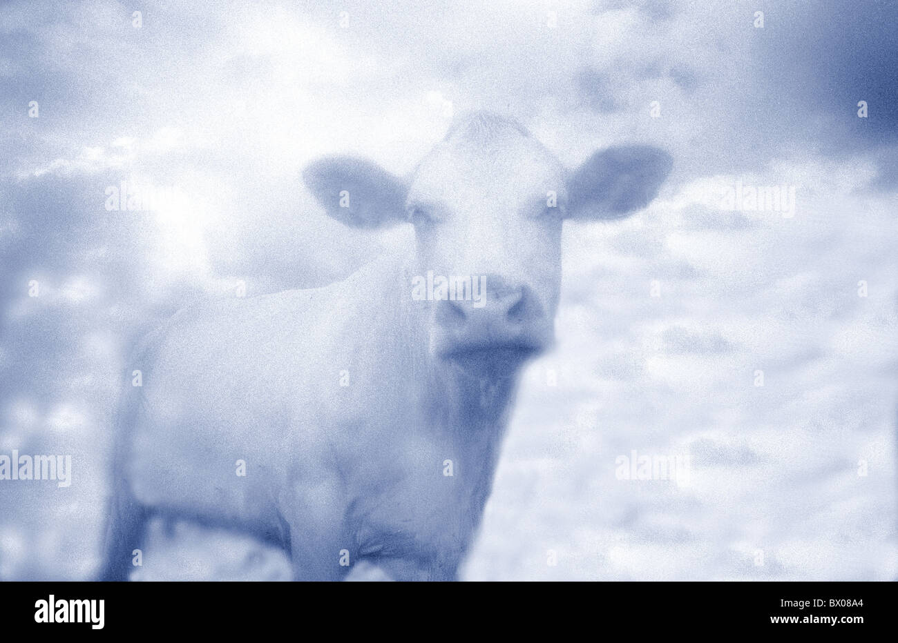 blaue Kuh Natur Phantasie droll Surrealismus Tier Tier Traum Stockfoto