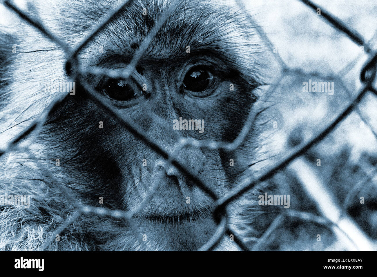 vergitterten Affe allein hoffnungslos blau einsam Einsamkeit Emotion gefangen hinauszublicken Gefangenschaft Gefühl emoti Stockfoto