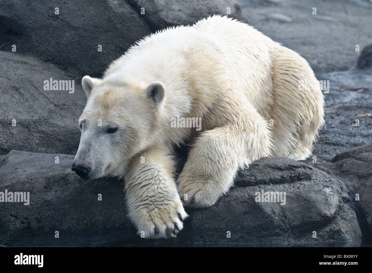 Eisbär im Columbus Zoo in Ohio Stockfoto