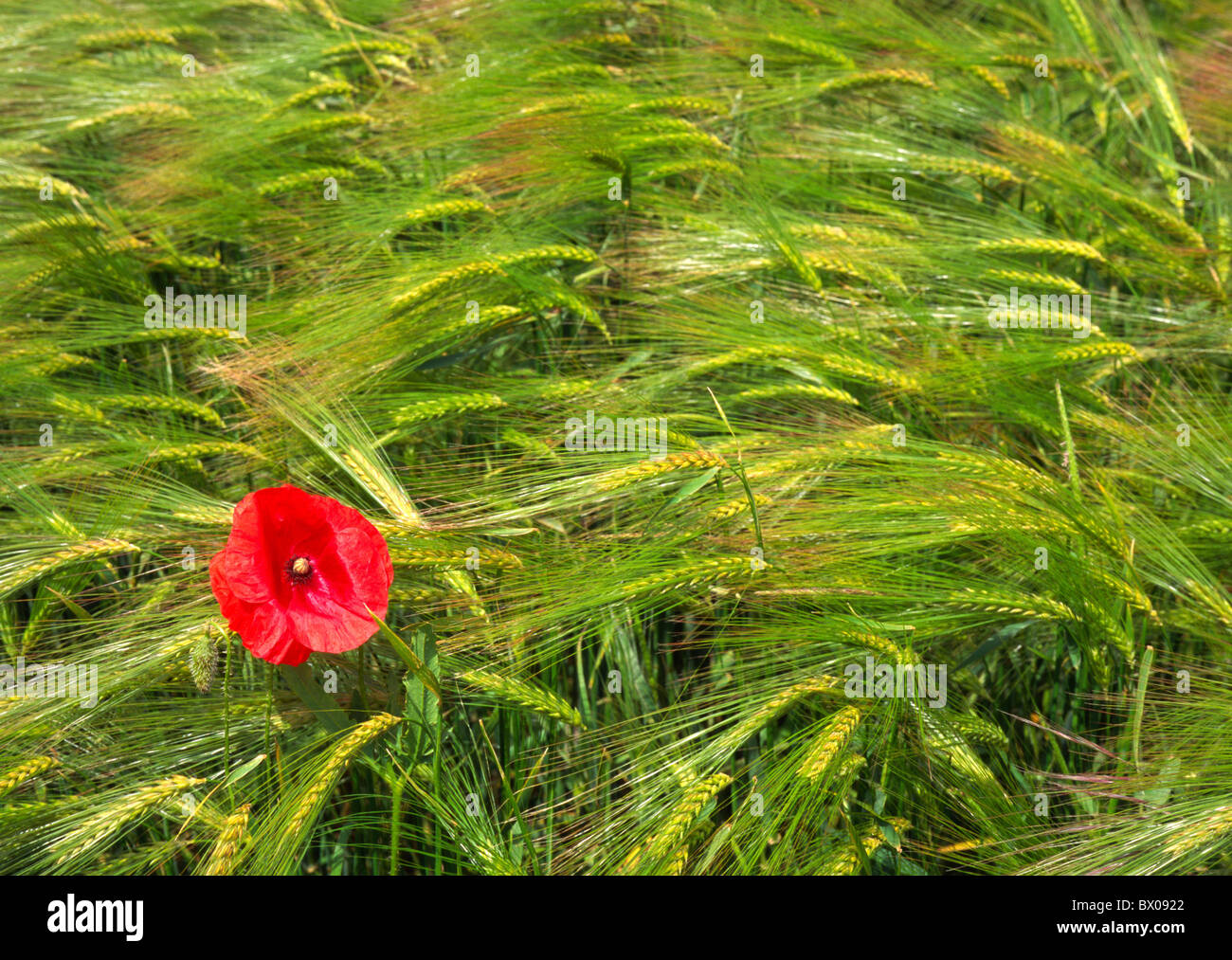 Landwirtschaft Ohr Blume Feld Gerste Korn Landschaft Landwirtschaft Mohn Mohn Natur nützliche Pflanze Pflanze sehen Stockfoto