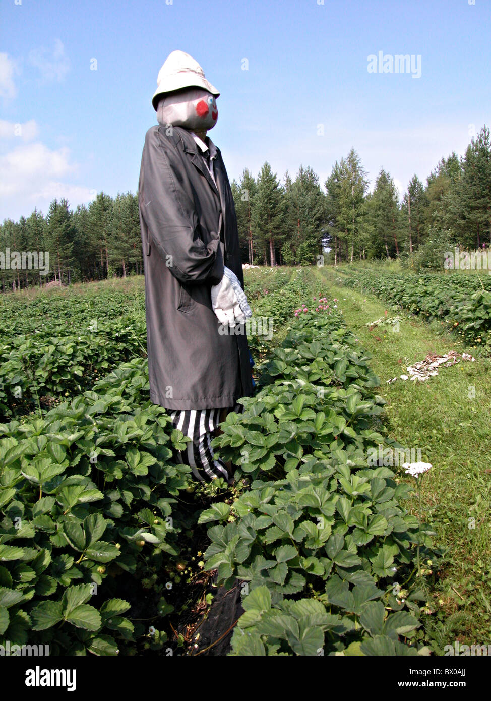 Arbeit Arbeit Arbeit Bauernhof Produkt Beere Beeren blauer Himmel Erdbeer Ernte Ernte Feld Finnland Schönwetter g Stockfoto