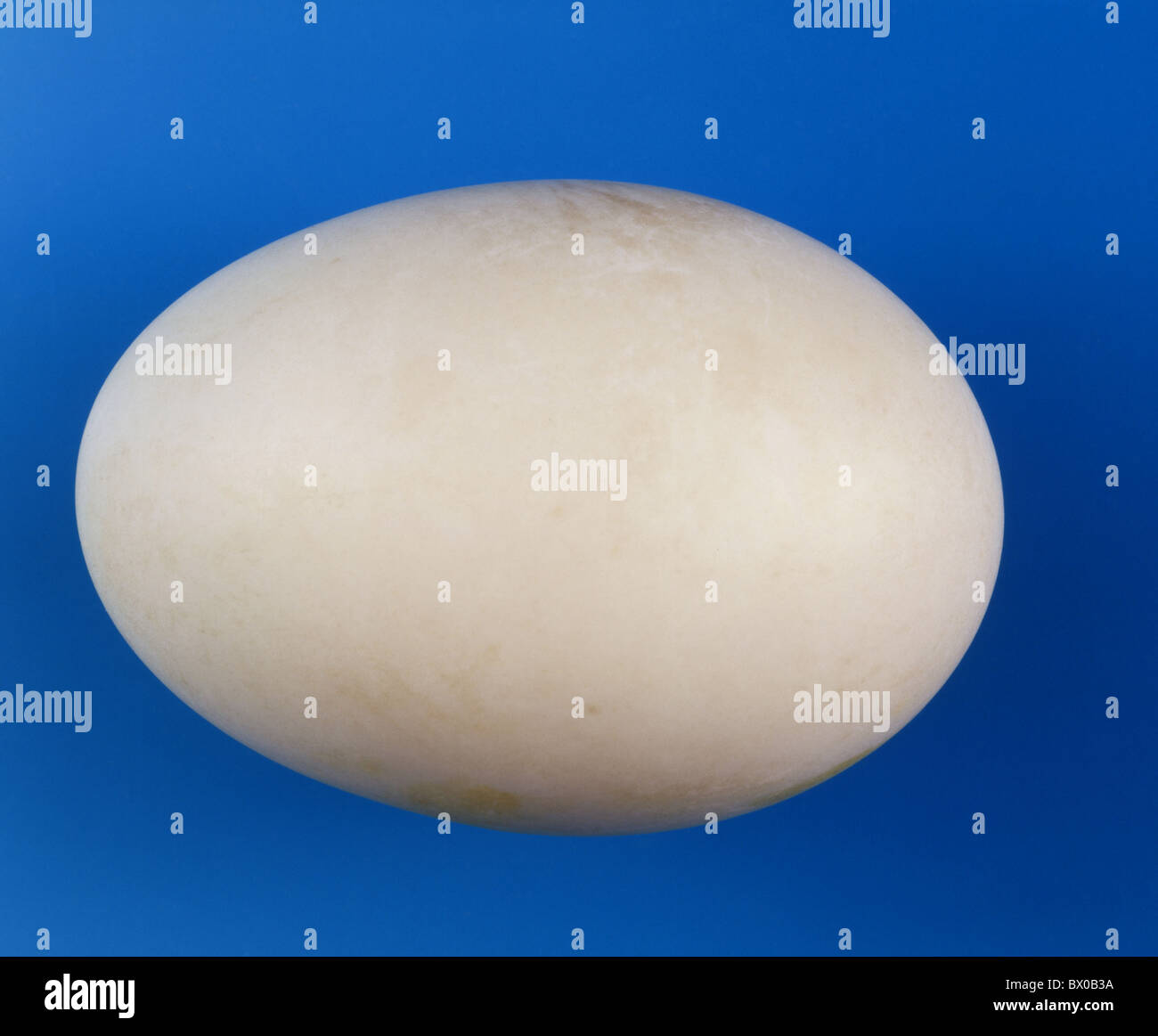 blauen Eiern Ente Ei vollständig Hintergrund Studio gedreht Rond Oval Stockfoto