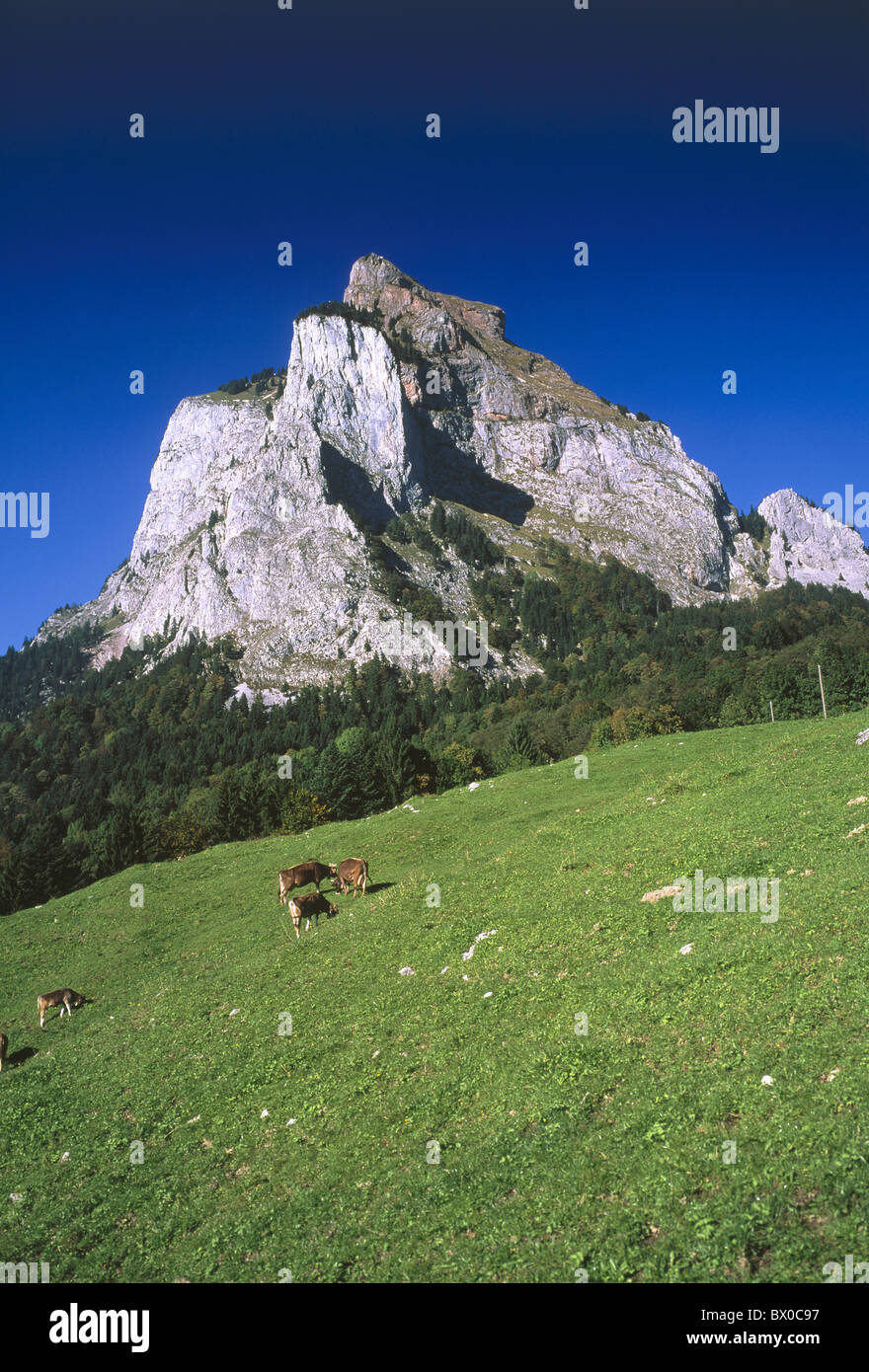 Alp Wiese großen großen Mythen, dass Öfen reicht Landschaft Kuh Bach Ricken Schweiz Europa Schwyz Stockfoto