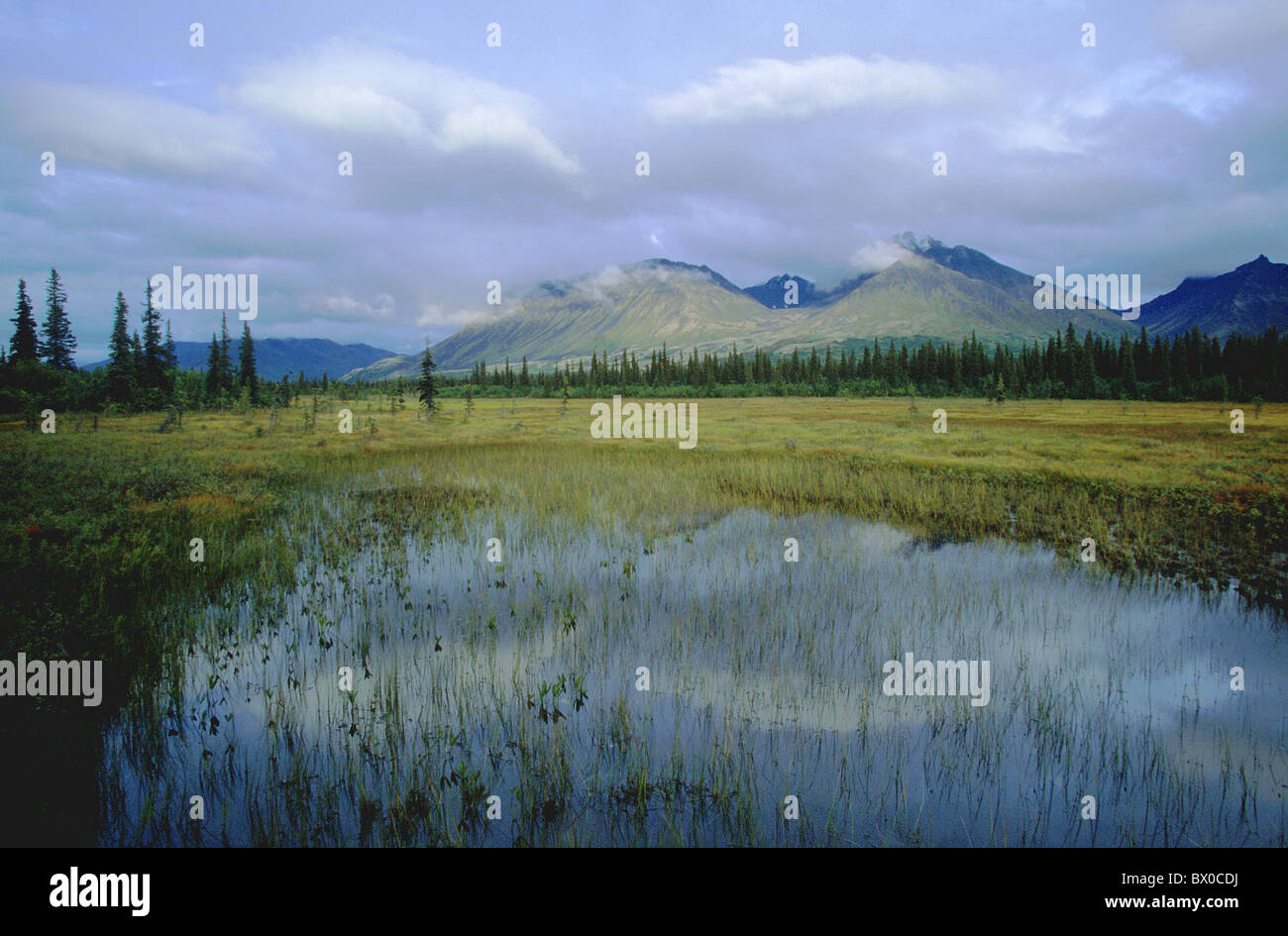 Alaska Berge Berge George Parks Highway Rasen grün graue Himmel horizontale Hügel Hügel Landschaft Szener Stockfoto