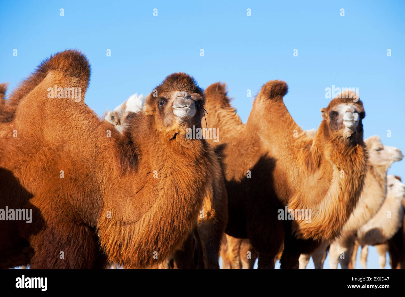 Kamele, Hulun Buir Grünland, Manzhouli, Hulunbuir, Innere Mongolei autonome Region, China Stockfoto