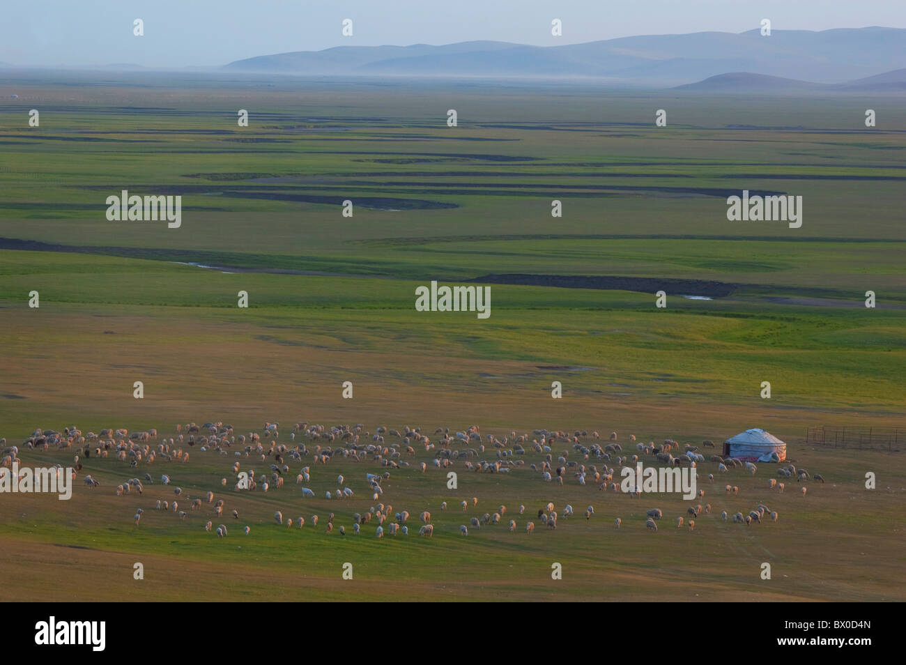 Eine Herde Schafe weiden neben einer Jurte, Hulun Buir Grünland, Manzhouli, Hulunbuir, Innere Mongolei autonome Region, China Stockfoto