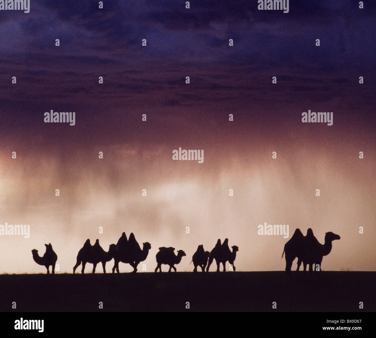 Kamel Herde vor einem Sturm, Hulun Buir Grünland, Manzhouli, Hulunbuir, autonomen Region Innere Mongolei, China Stockfoto