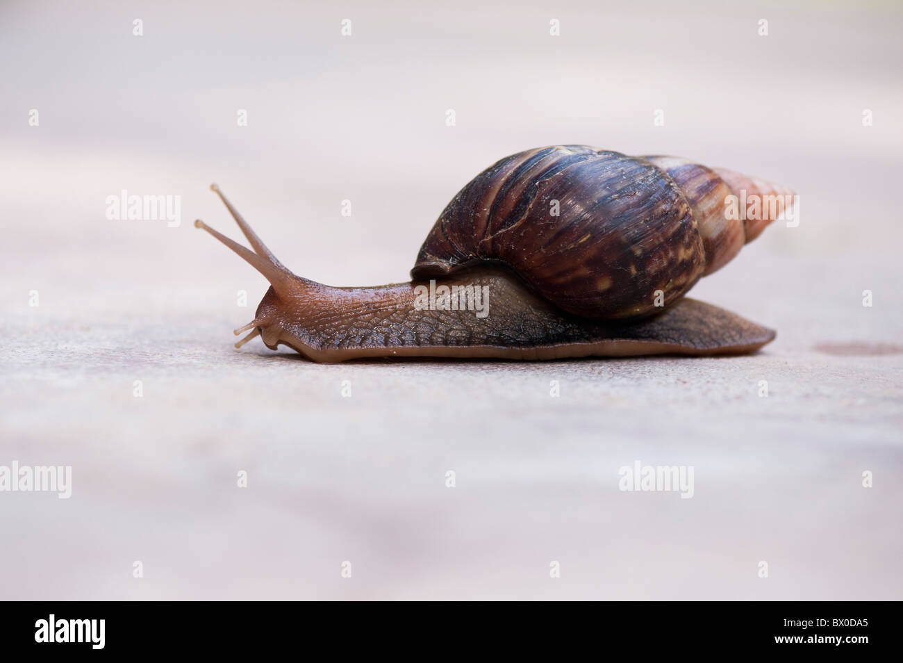 Achatina Fulica, ostafrikanischen Land Schnecke oder riesigen afrikanischen land Schnecke in Indien Stockfoto