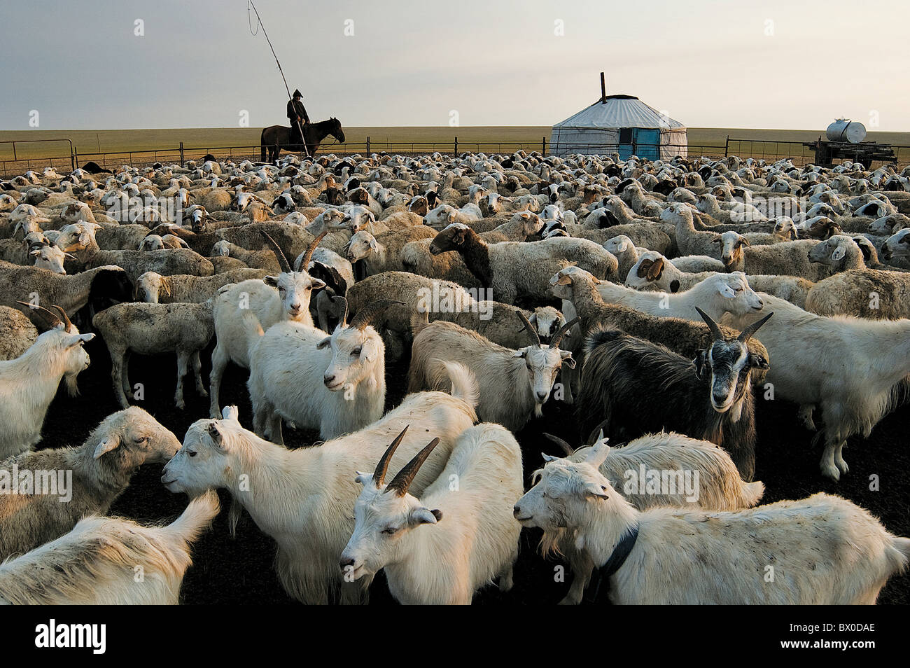 Burjaten Mann Hüte Ziegen, evenkischen autonomen Banner, Hulunbuir, Innere Mongolei, China Stockfoto