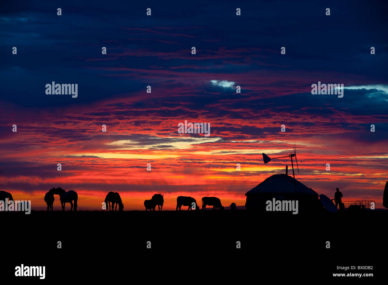 Frei weidenden Pferde im Sonnenuntergang, Hulun Buir Grünland, Manzhouli, Hulunbuir, autonomen Region Innere Mongolei, China Stockfoto