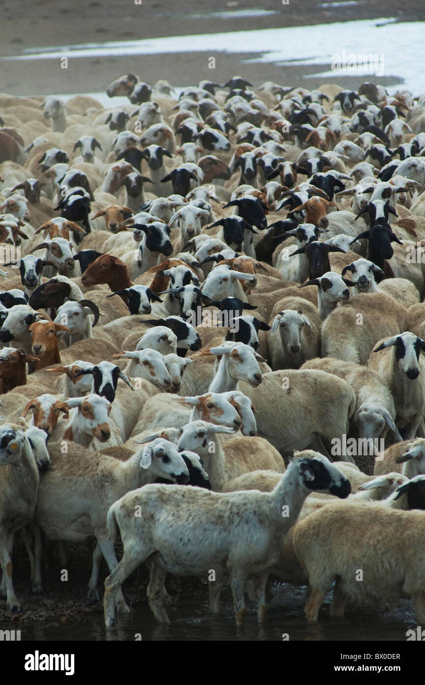 Frei weidenden Schafen, Hulun Buir Grünland, Manzhouli, Hulunbuir, autonomen Region Innere Mongolei, China Stockfoto
