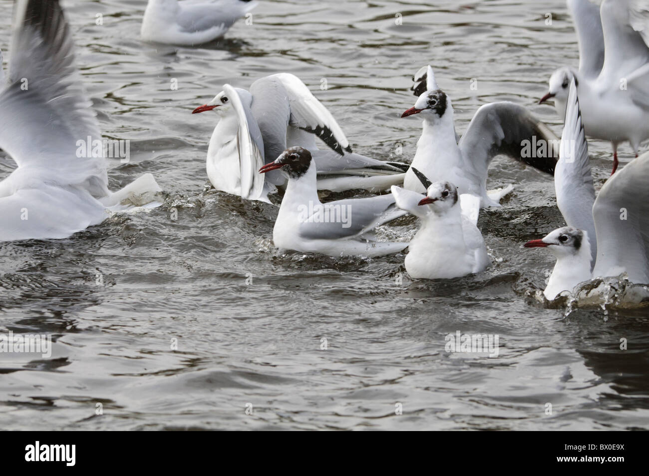 Lachmöwe (Larus Ridibundus), Gruppe, winter Stockfoto