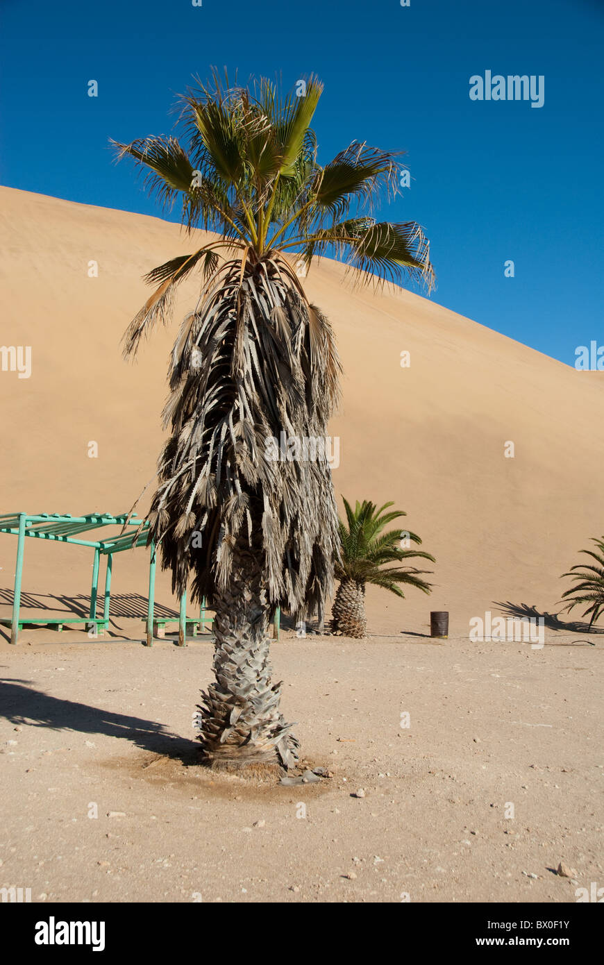 Afrika, Namibia, Swakopmund, Namib-Wüste. Sand Dünen an der Küste zwischen Walvis Bay & Swakopmund, berühmten Dune 7. Stockfoto