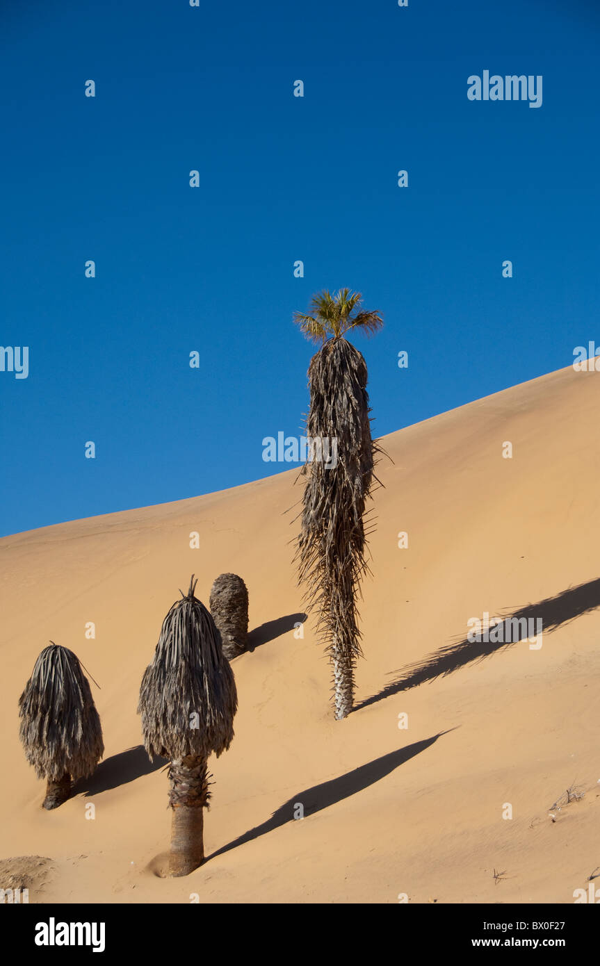 Afrika, Namibia, Swakopmund, Namib-Wüste. Sand Dünen an der Küste zwischen Walvis Bay & Swakopmund, berühmten Dune 7. Stockfoto
