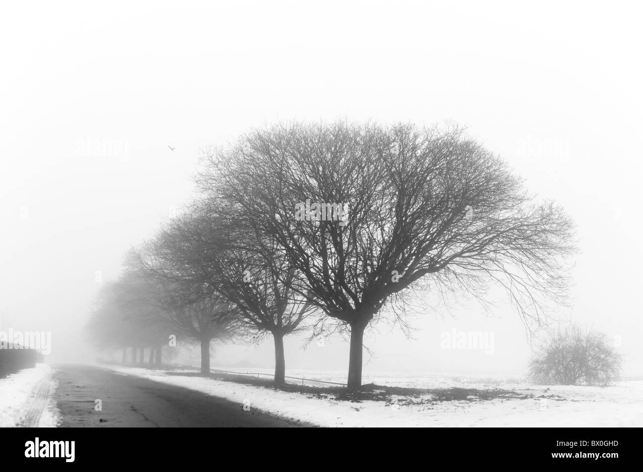 Winter Park in den nebligen Tag Stockfoto