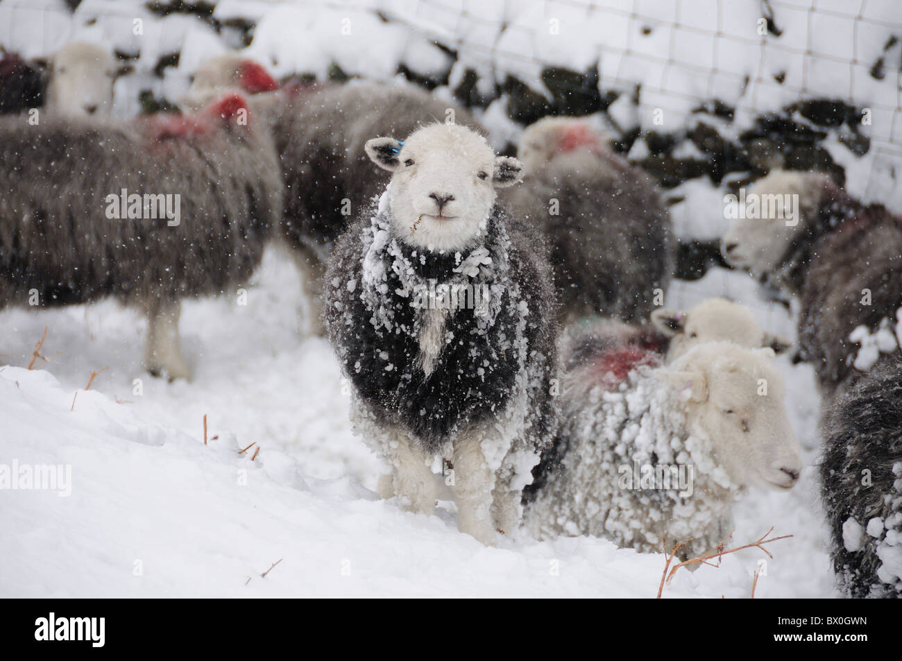 Herdwick Schafe im Winter im englischen Lake District Stockfoto