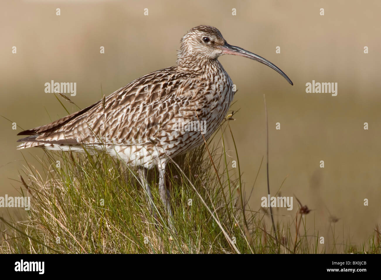 Brachvogel im Moor Stockfoto