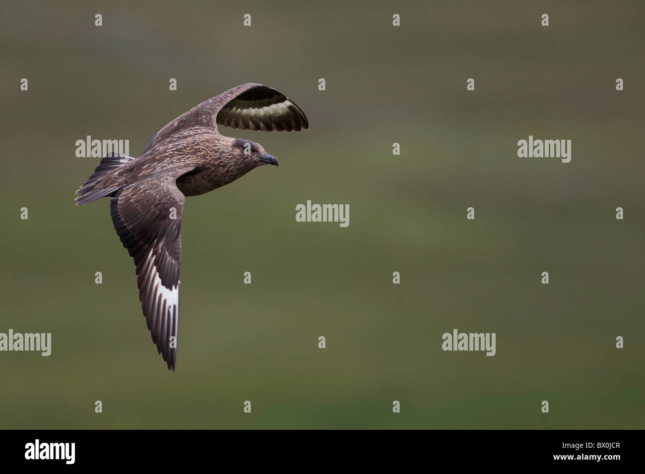 Great Skua im Flug über einem Hügel Stockfoto