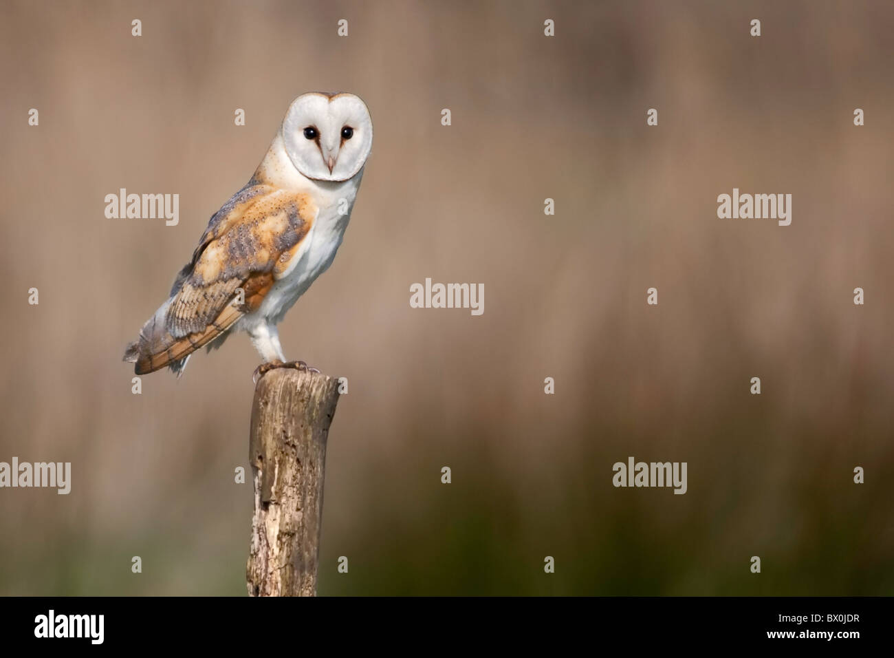 Barn Owl auf einem Urigen Post Stockfoto