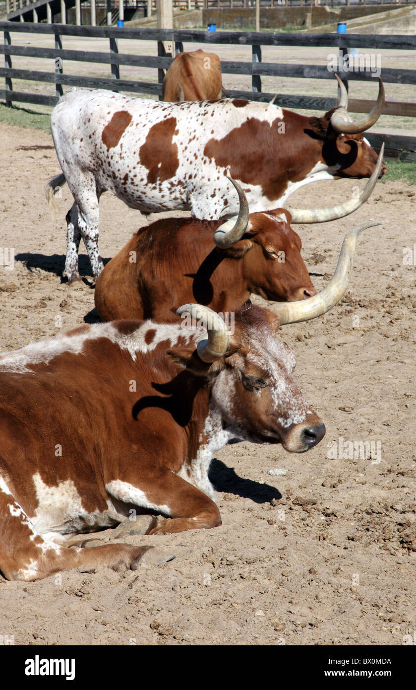 Texas Longhorn Rinder, Forth Wert Stockyards Stockfoto