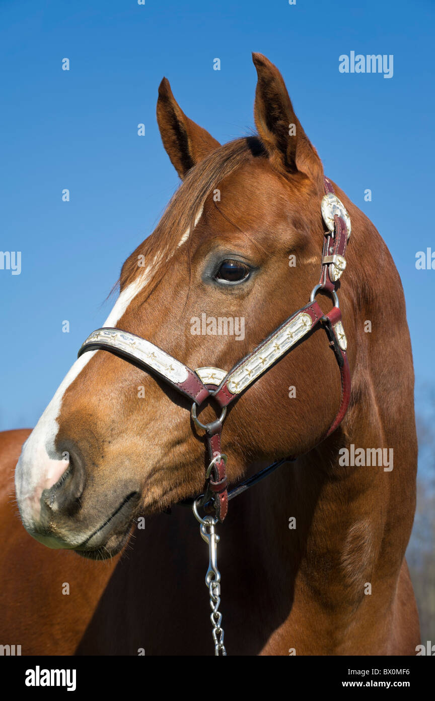 Schuss in den Kopf Pferd schließen gegen blauen Himmel zeigt Warnung Haltung, braunen Kastanien Tier mit Silber Halfter. Stockfoto