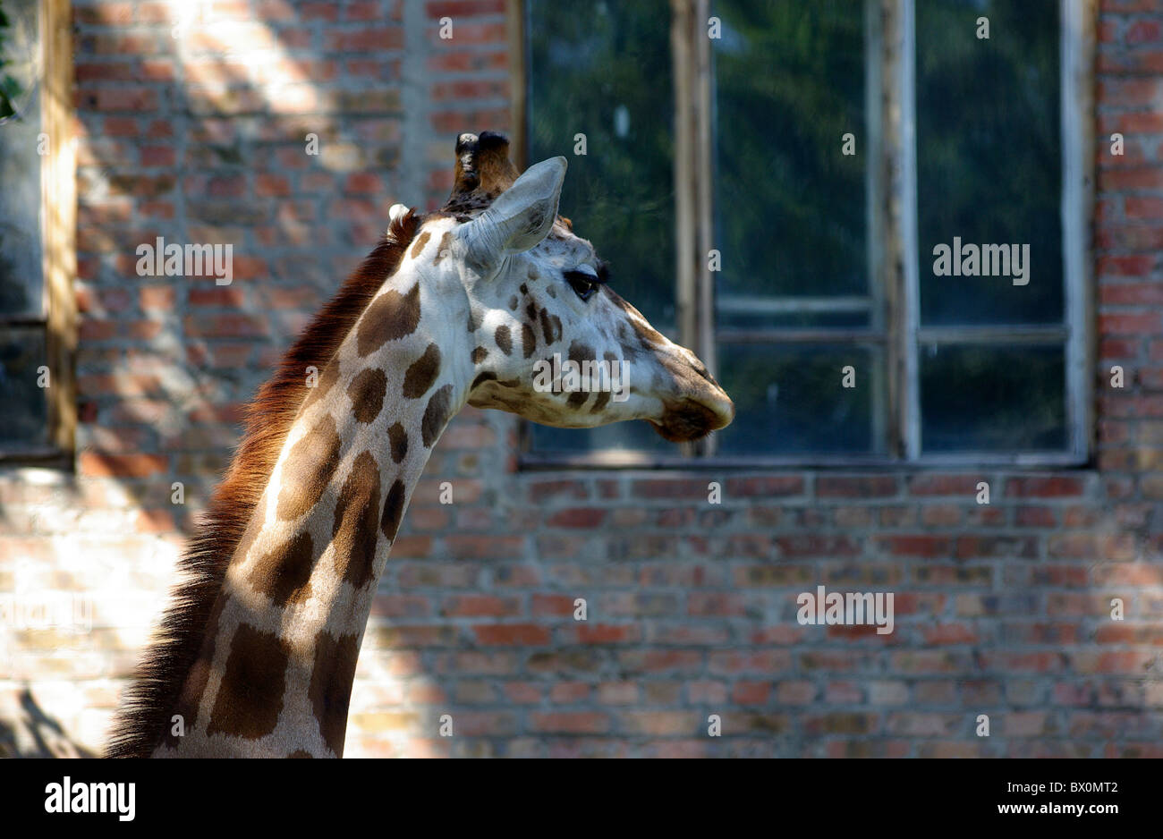 Kopf und Hals der Giraffe im Zoo. Gemeinsames Gebäude aus Ziegeln als Hintergrund. Stockfoto
